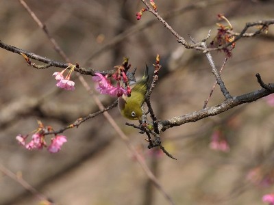 樱花和日本白眼