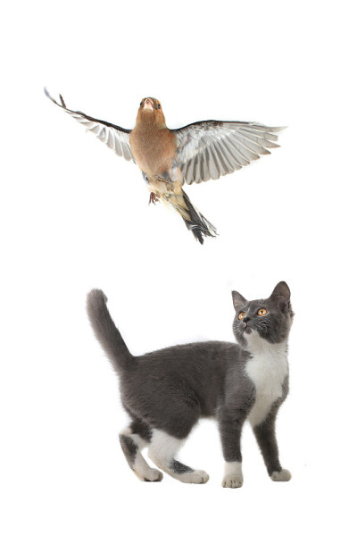 猫