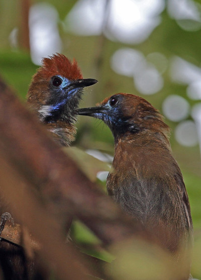 Fluffy-backed Tit-babbler