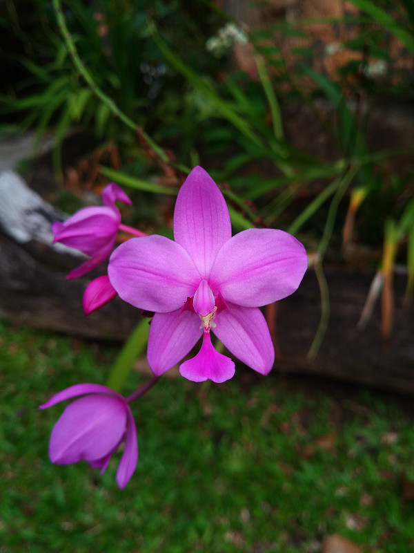 费尤斯油轮维莱 （银行） 布卢姆， 兰花兰花