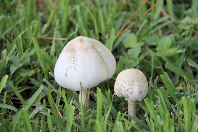 尘菌蘑菇