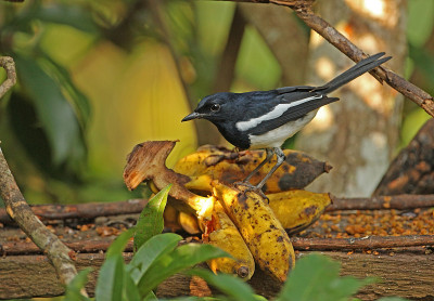 东方Magpie-robin