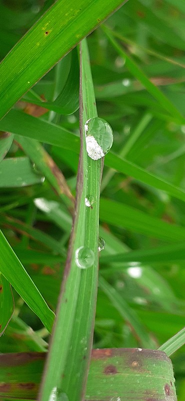 水滴与绿色的结合