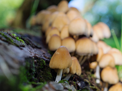 野生苔藓上的蘑菇(Coprinellus disatus)