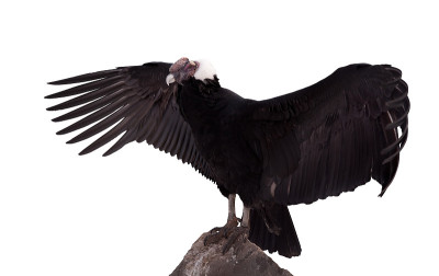 Vultur gryphus。在白色背景上隔离
