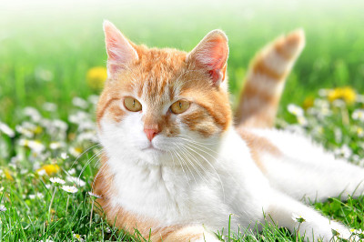 猫