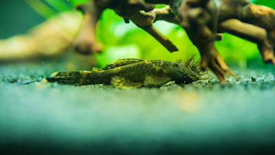 淡水水族观赏鱼