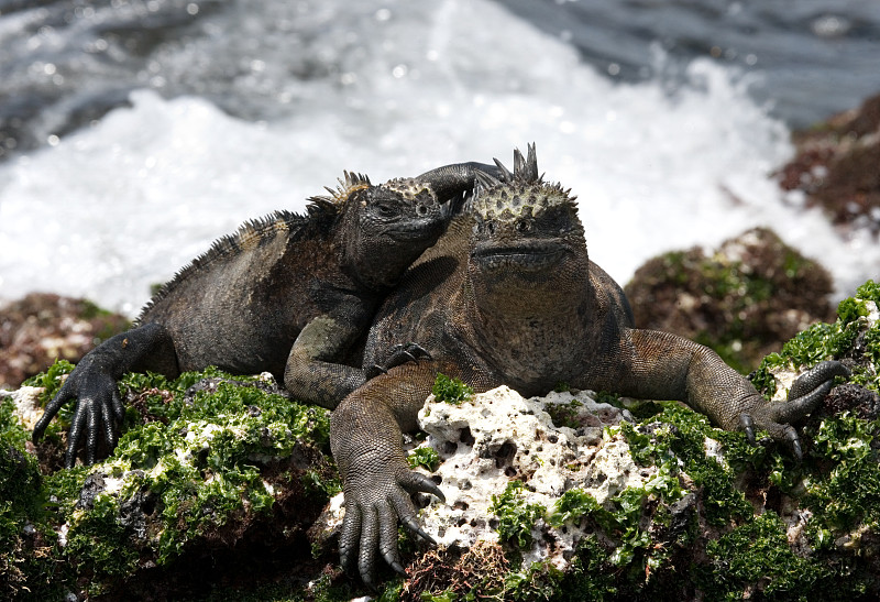 Marine iguanas are sitting on rocks.