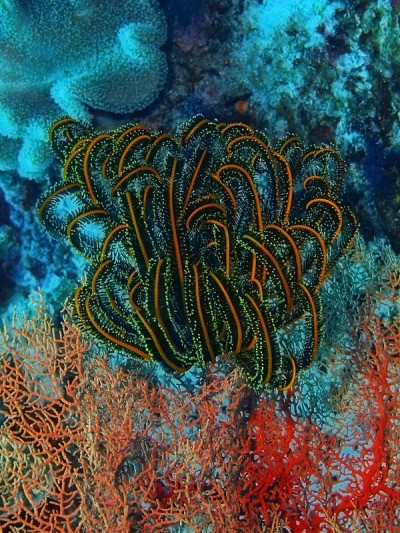 海百合