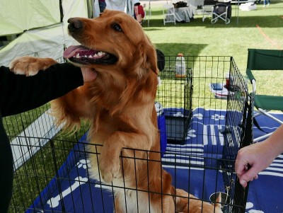 板条箱里的金毛寻回犬，等待收养