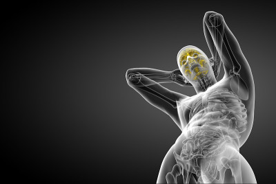 大脑的3D医学插图