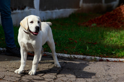 犬种拉布拉多寻回犬