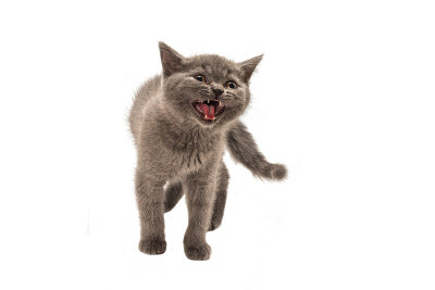 英国短毛小猫看着孤立的白色