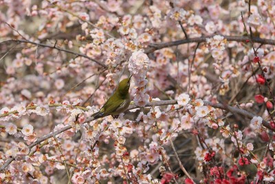 白眼鸟和梅花