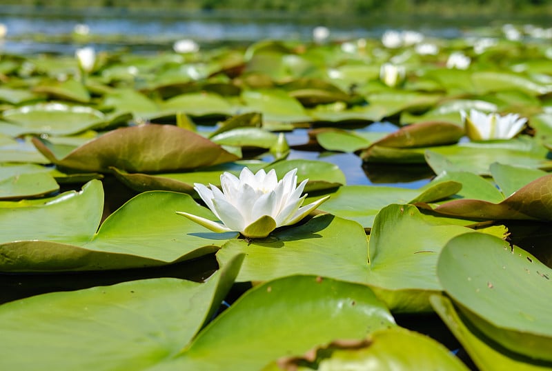 白花睡莲漂浮在湖面上的特写