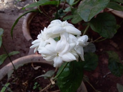 莫格拉或茉莉花