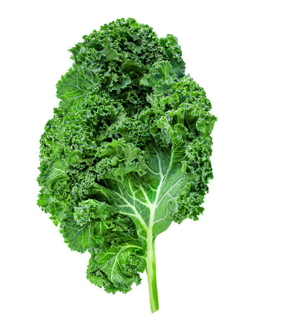 Kale leaves. Green  curly  salad leaf isolated on 