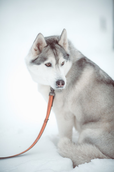 西伯利亚雪橇犬