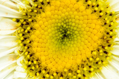 贵Aster花
