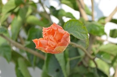 芙蓉是锦葵科开花植物的一个属。原产于全球暖温带、亚热带和热带地区。木本灌木或小树观赏植物。