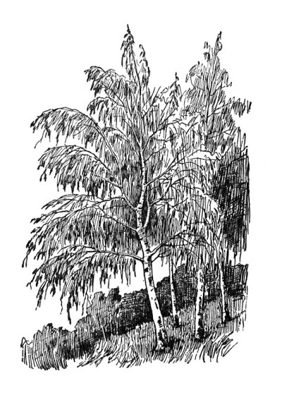 美洲印第安土著插图-桦树-插图