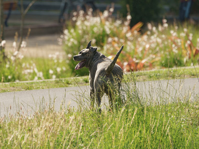 斗牛犬在城市街道上