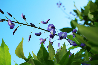 紫藤花