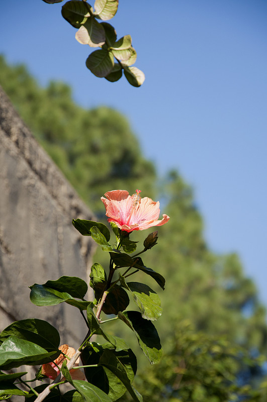 芙蓉