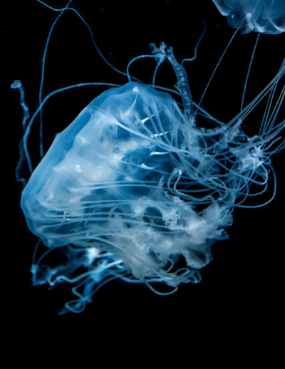 水母