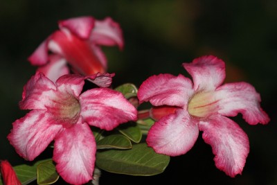 黄蔓花