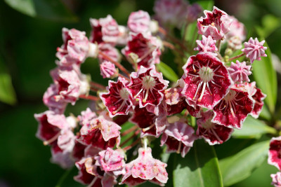 山月桂(Kalmia latifolia)