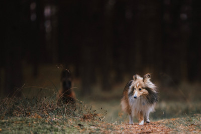 设得兰牧羊犬住在黄昏森林里