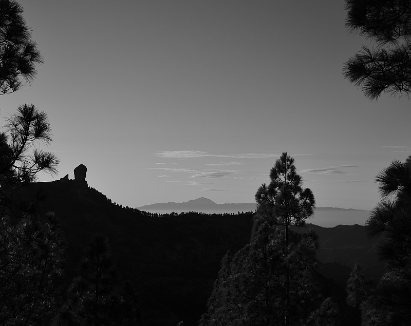 风景中松树，加那利群岛