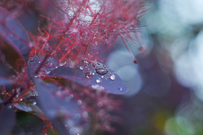 雨后灌木的紫色叶子。植物园。欧洲,夏天。