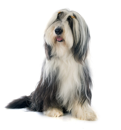古代长须牧羊犬