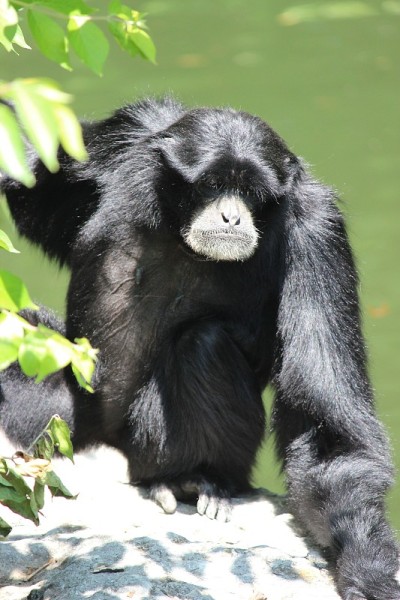 Siamang
