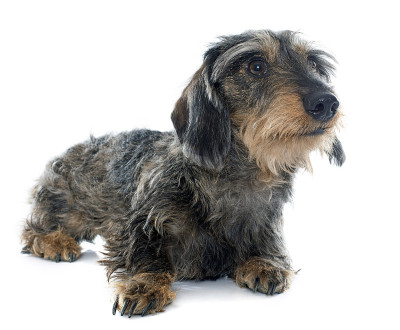 丝头发的腊肠犬