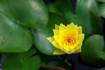 莲花