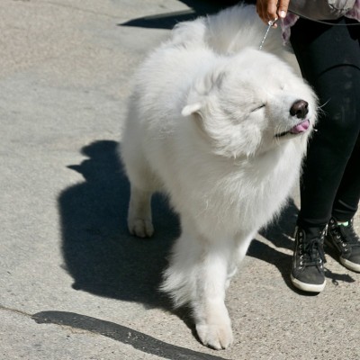 狗自助餐