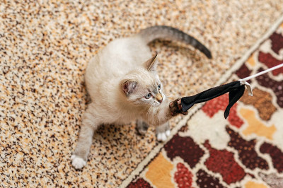 小猫玩着，拿着一个带松紧带的弓