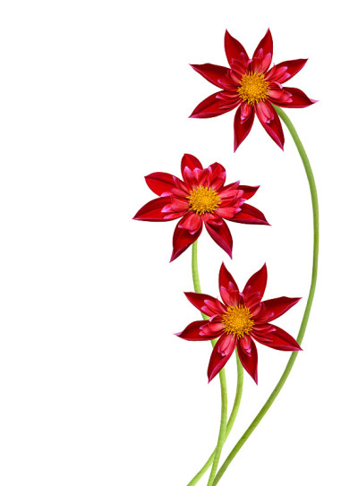 花枝:白底三朵大丽花。