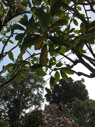 鸡蛋花树后面有一层层的树