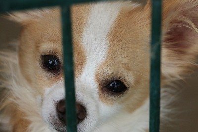 篱笆后面的吉娃娃头像