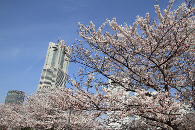 横滨地标大厦和日本的樱花