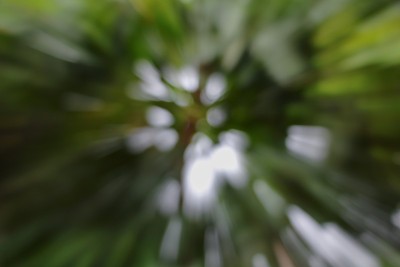 绿色的树木模糊背景，速度变焦效果