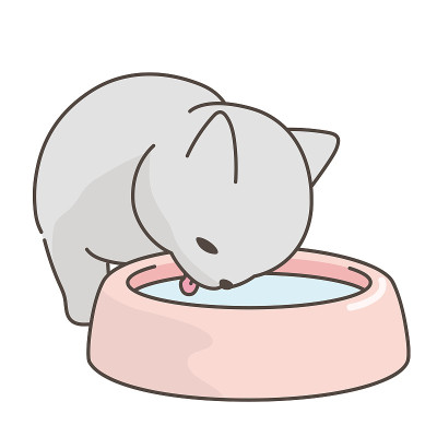 一只猫在喝水。俄罗斯的蓝色。