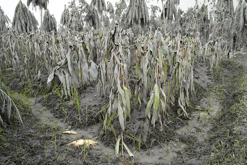 玉米被火山灰摧毁