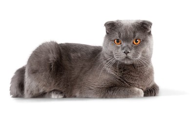家猫。