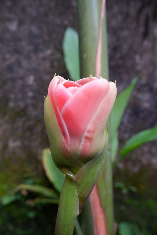 Etlingera Elatior