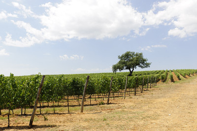 近海岸沼泽地(Tuscany),葡萄园